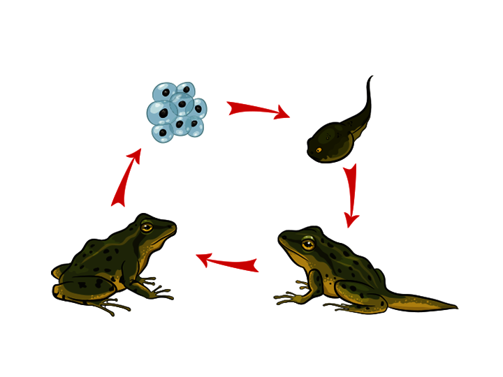 The frog life cycle